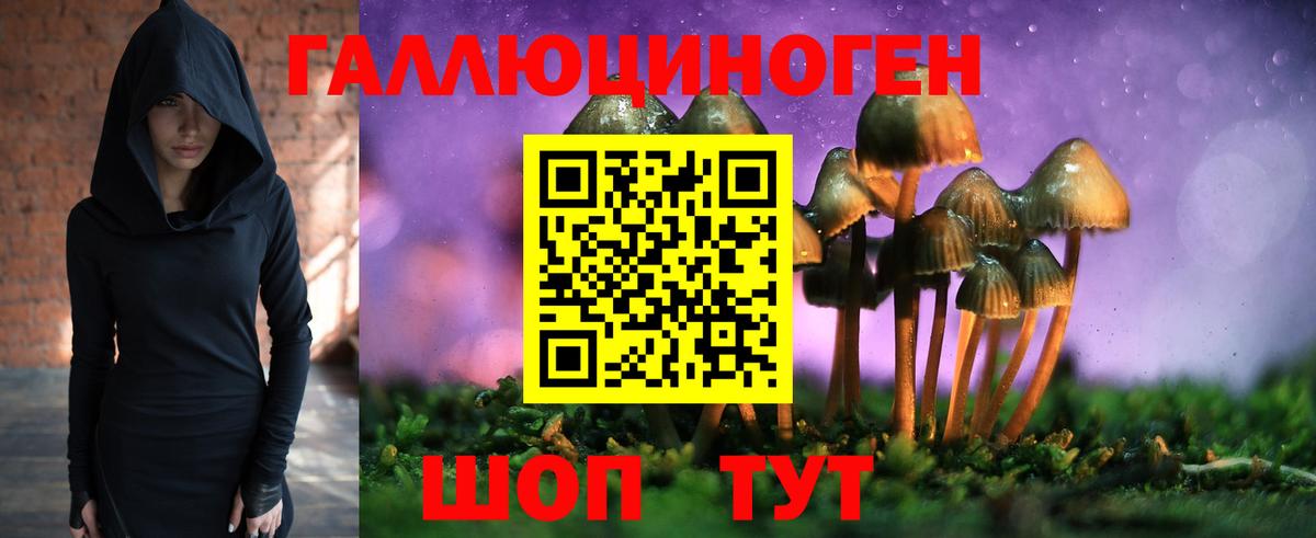 Псилоцибиновые грибы Psilocybe  Гатчина  Галлюциногенные грибы Psilocybine cubensis 