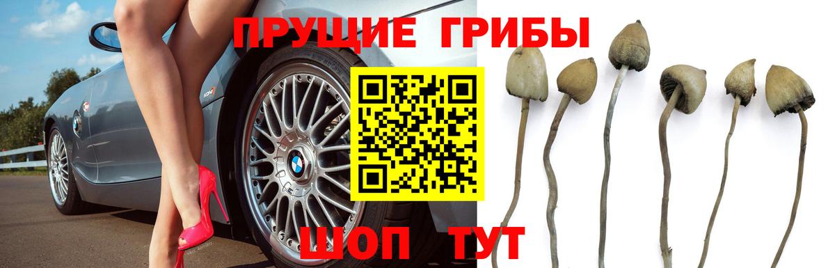 Псилоцибиновые грибы Psilocybine cubensis  Вход с VPN  Галлюциногенные грибы мицелий  Гатчина 